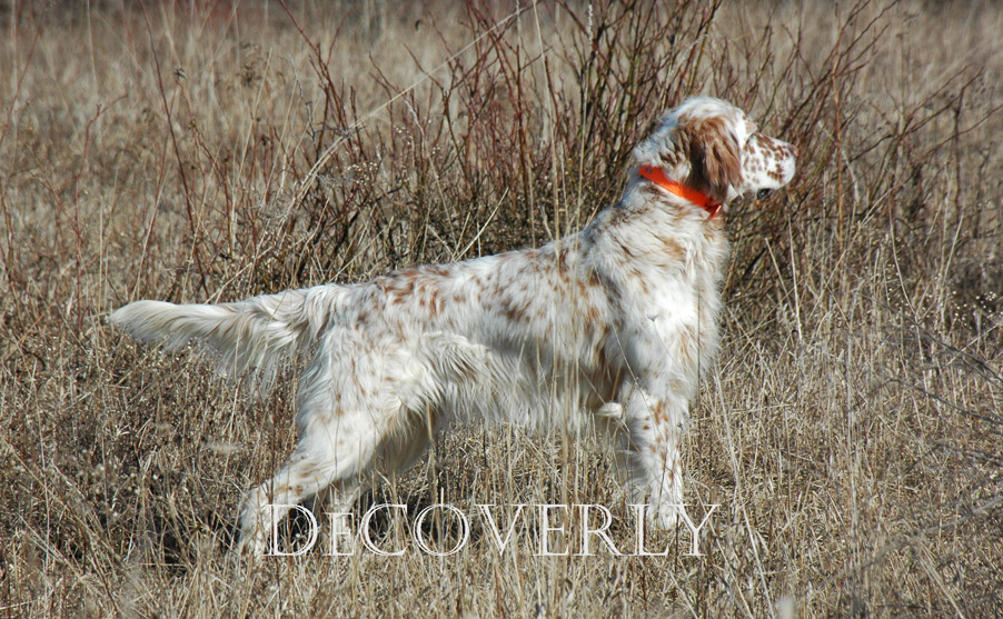 oswick english setters