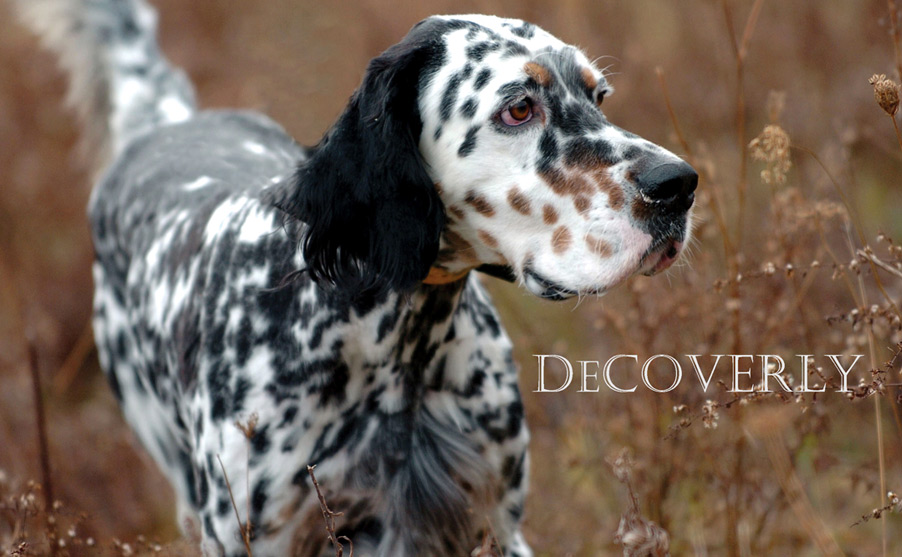 oswick english setters