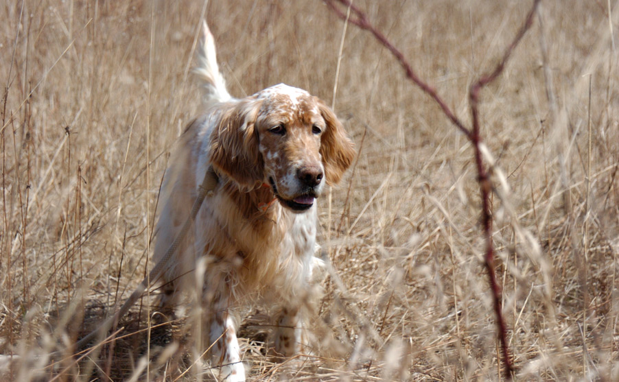 oswick english setters