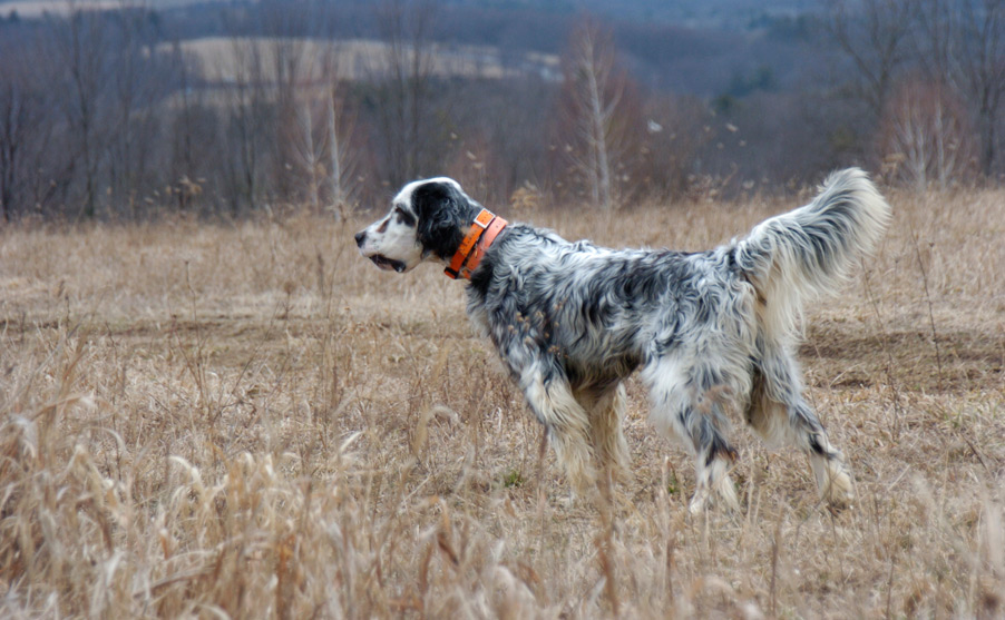 oswick english setters