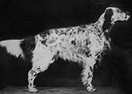 English setter breeding