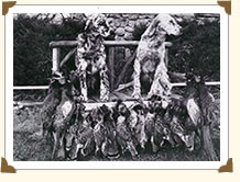 English Setter hunting dog