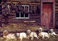 Ryman gun dogs