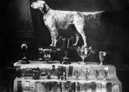 DeCoverly English Setter photo