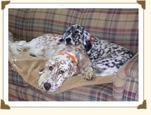 English Setter hunting dogs