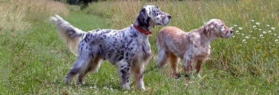 Decoverly store english setters