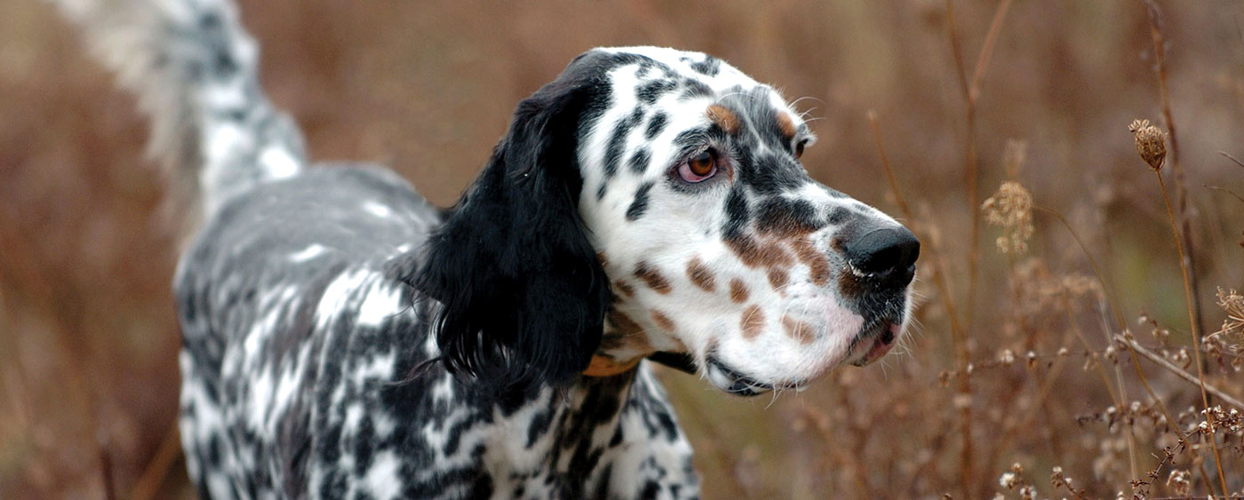 how much is an english setter