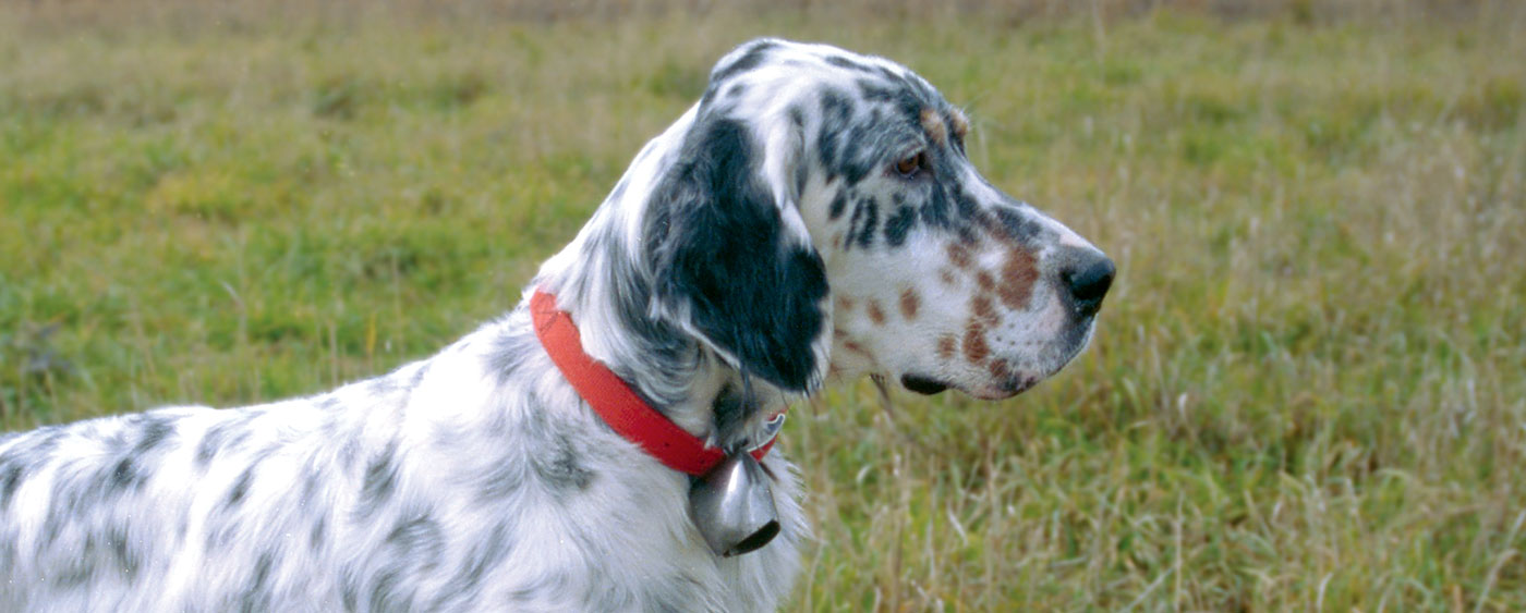 how to house train a english setter puppy